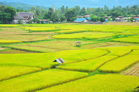 Rice Paddy Fields at Countrysideの写真素材