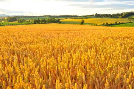 Wheat Fields Landscape at Sunsetの写真素材