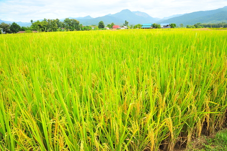 Rice Paddy Fields at Countrysideの写真素材