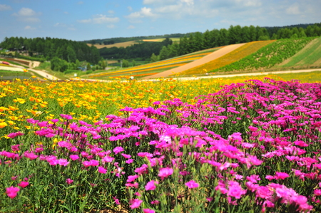 Colorful Flower Fields at Countryside of Japanの写真素材
