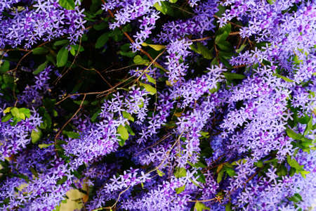 Flowers of Purpleの写真素材