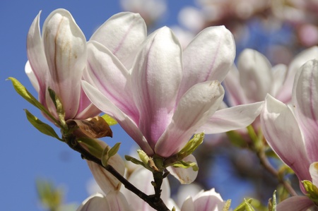 Magnoliaの写真素材