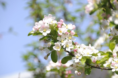 Blossomの写真素材