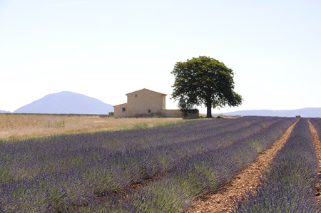 Provenceの写真素材