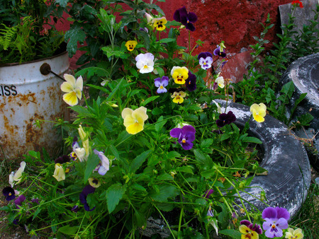 Picture of Flowers in a tireの写真素材