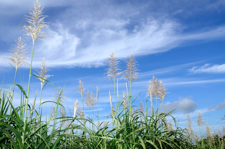 Sugar cane flowersの写真素材
