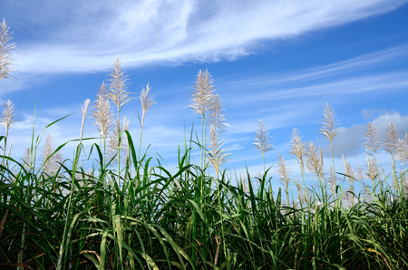 Sugar cane flowersの写真素材