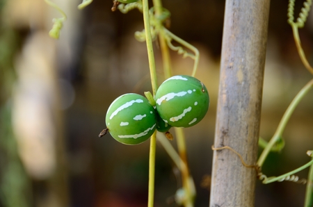 Diplocyclos palmatusの写真素材