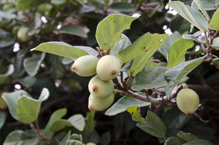 Ficus pumila