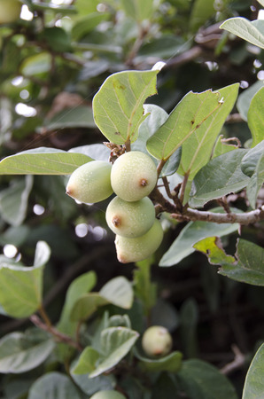 Ficus pumilaの写真素材