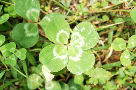 Four leaf clover.