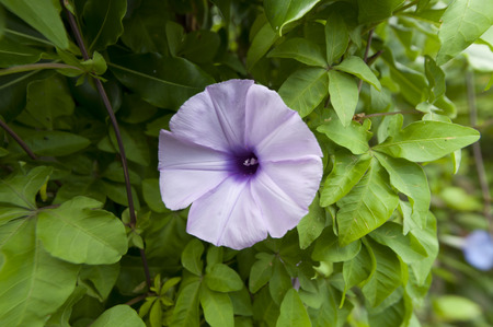 Ipomoea cairica