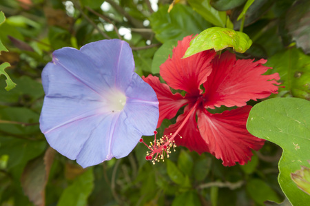Ipomoea indica and hibiscusの写真素材