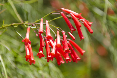 Russelia, genus of flowering plants in the plantain family, Plantaginaceaeの写真素材