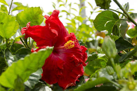 hibiscus