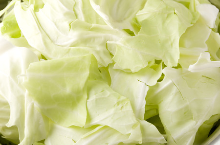 cabbageの写真素材