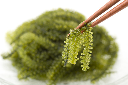 UMIBUDOU Sea grape seaweedの写真素材