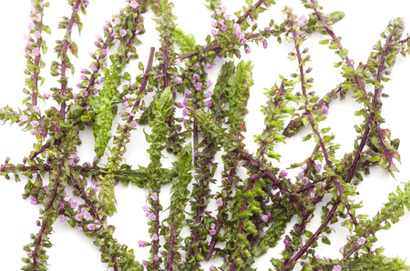 Red Perilla (Shiso) Panicles on white background