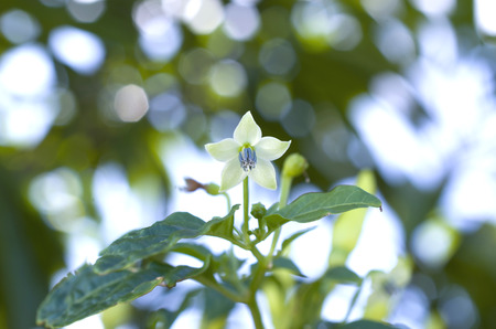 Okinawa Shima Togarashi (Okinawa red pepper)の写真素材