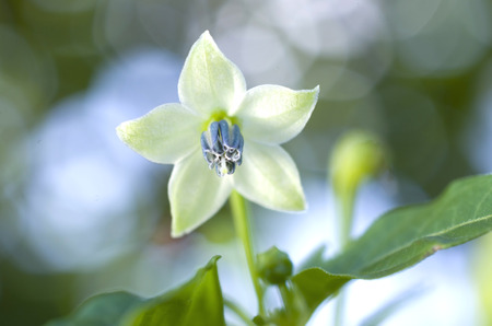 Okinawa Shima Togarashi (Okinawa red pepper)の写真素材