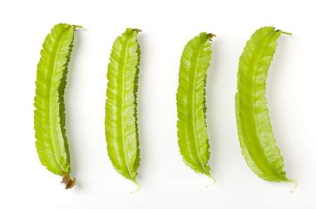 Winged beanの写真素材