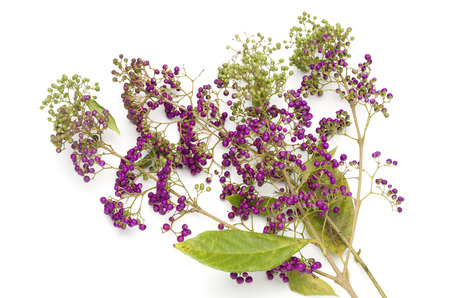 Callicarpa japonicaの写真素材