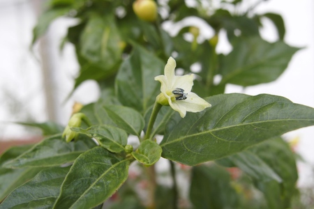 Okinawa Shima Togarashi (Okinawa red pepper) flowersの写真素材