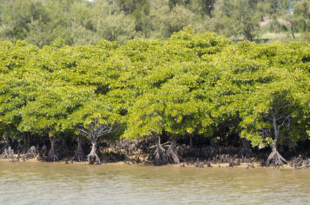 Okukubi River Mangrove forest,のeditorial素材