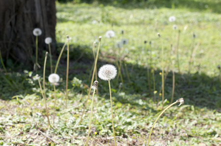 Dandelion's fluffの写真素材