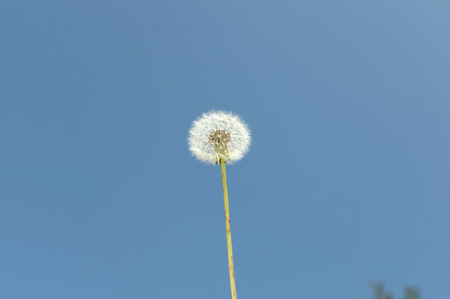 Dandelion's fluffの写真素材