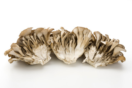 Maitake Mushrooms