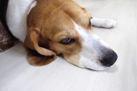 Beagle dog lying down on floorの写真素材