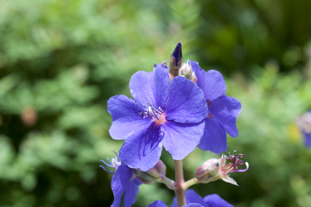 Silverleafed Princess Flower, Tibouchina grandifoliaの写真素材