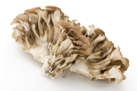 Maitake Mushroomsの写真素材