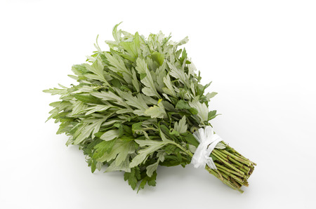 Fresh mugwort leaves on a white background.の写真素材