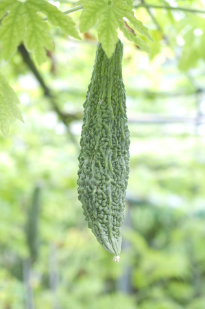 Bitter gourd,の写真素材