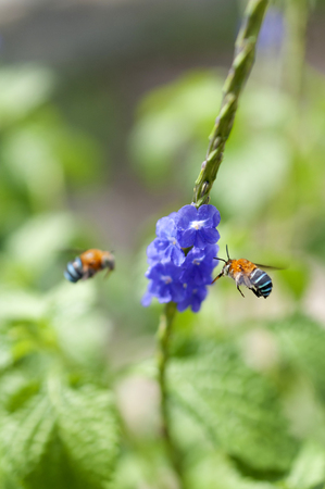 A biue banded bee feeding on tiny biue purple flowers