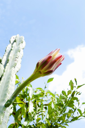 Cereus peruvianus budの写真素材