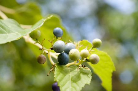 Ampelopsis brevipedunculata 'Citrulloides'