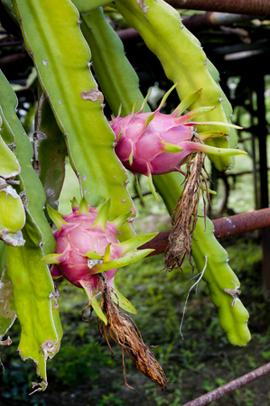 Dragon fruitの写真素材