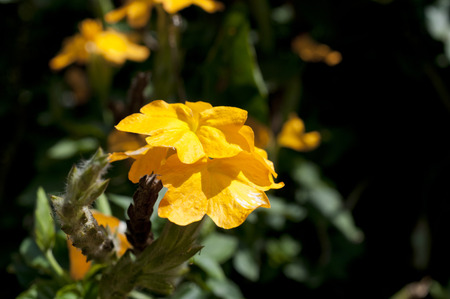 crossandra (crossandra infundibuliformis) flowersの写真素材