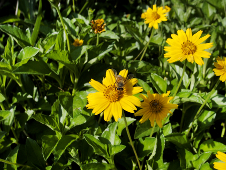 The flower call Sphagneticola trilobata, commonly known as the Bay Biscayne creeping-oxeye, Singapore daisy, creeping-oxeye, trailing daisy, and wedelia.の写真素材