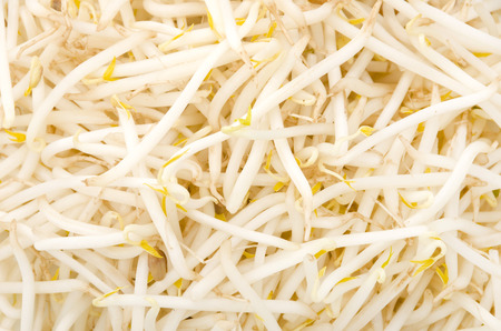 Bean sproutsの写真素材