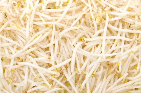 Bean sproutsの写真素材