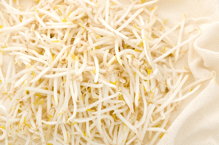 Bean sproutsの写真素材