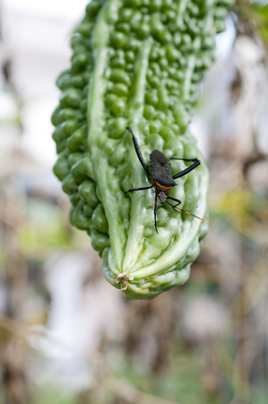 Leptoglossus australis feeding off the fruit of Bitter gourdの写真素材