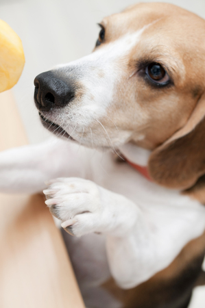 Beagle dogの写真素材