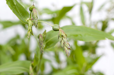 Job's tears (coix lachryma-jobi) of wild grassの写真素材