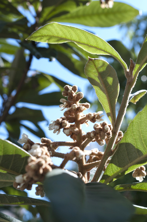 blossom flowers of a loquat tree.の写真素材