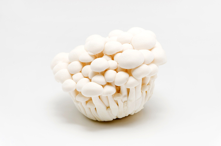 White Bunashimeji mushrooms isolated on white backgroundの写真素材